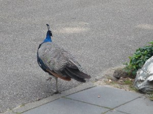 feest felix 2011 333